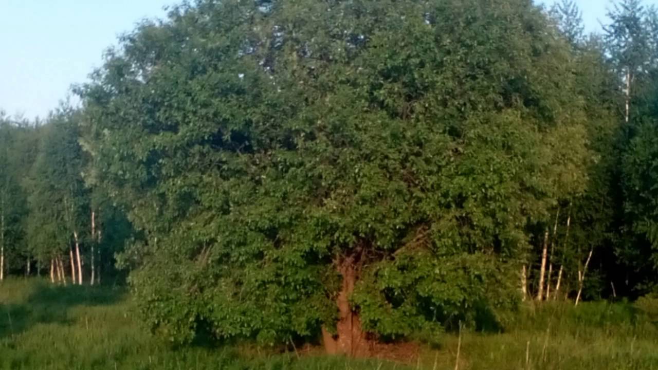 Русские красавицы