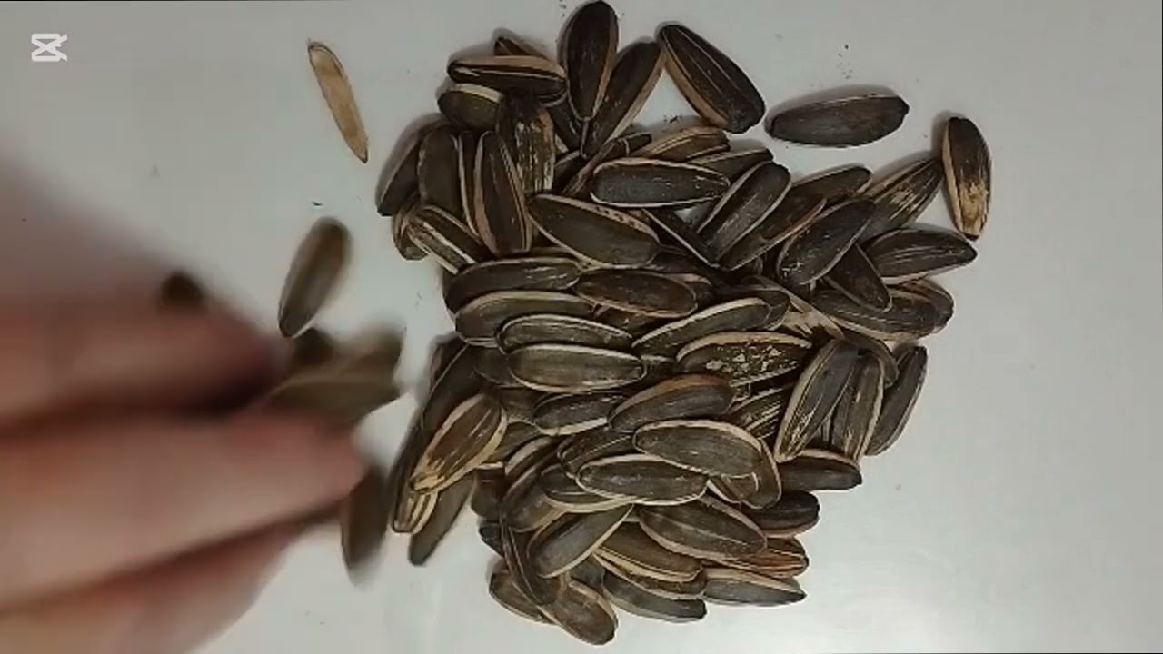 ASMR Eating Sunflower Seeds (No Talking) / АСМР Итинг: Щелкаю семечки (Звуки еды)