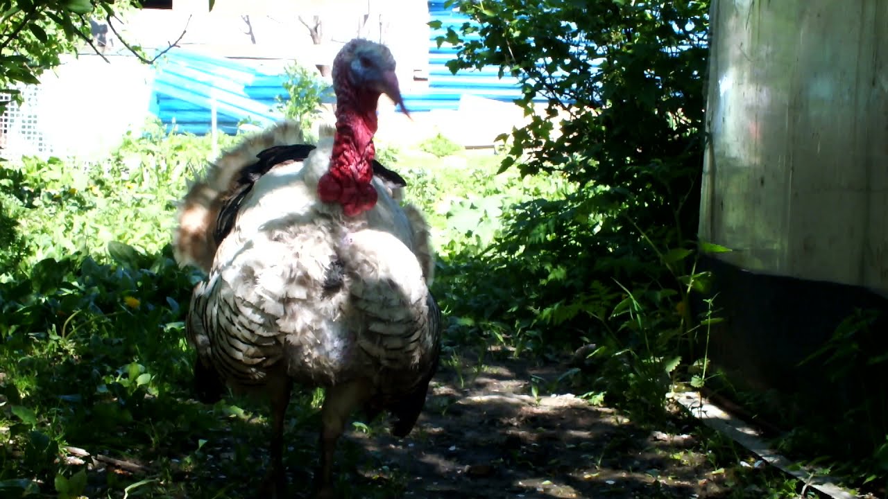 Индюки кричат .Нахохленный#turkeys Screaming#