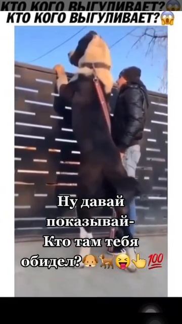 Кто кого выгуливает? 😉