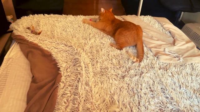 Кошки играют #256