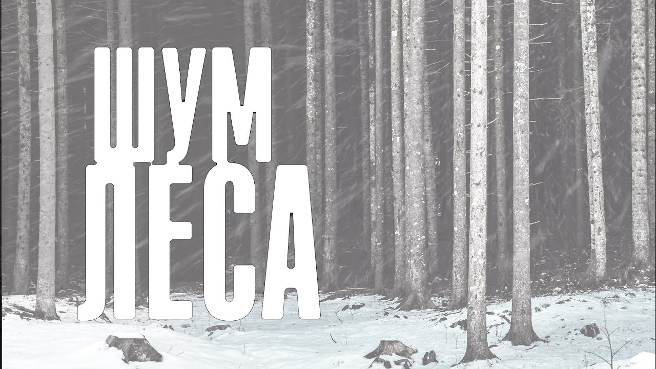 Страшные истории | ШУМ ЛЕСА †