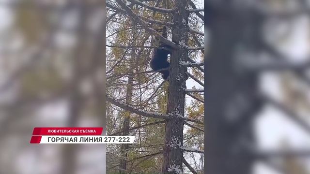 В Улан-Удэ водитель за рулём КАМАЗа столкнулся с жигулями