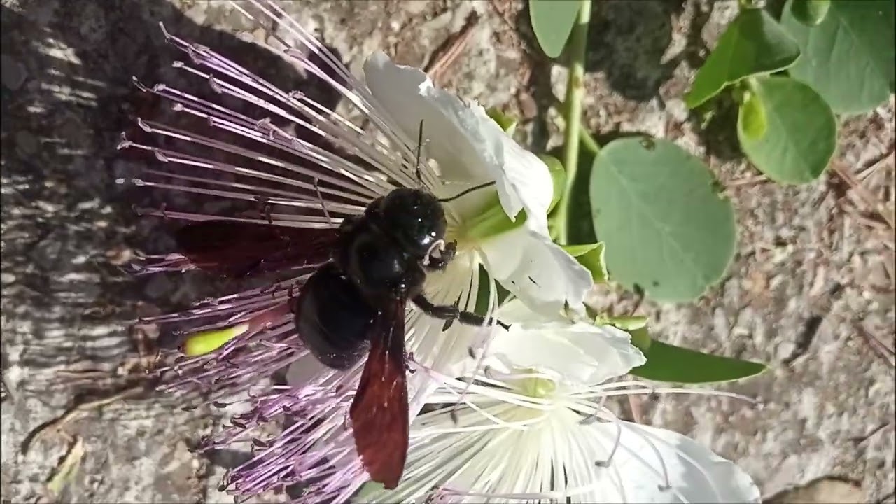 Черная пчела-плотник. Xylocopa Valga