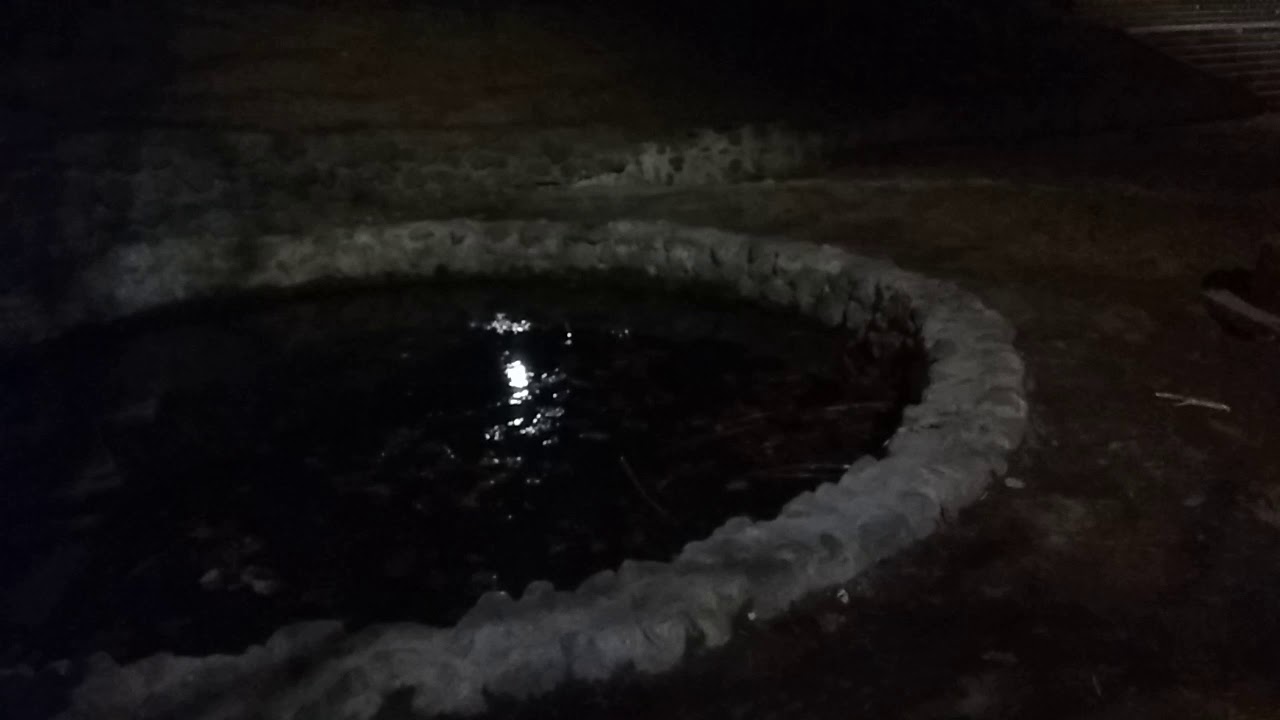 Летучая мышь ночью в парке