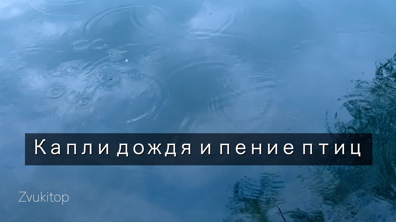 Капли дождя падающие в реку и пение птиц / Звуки Природы