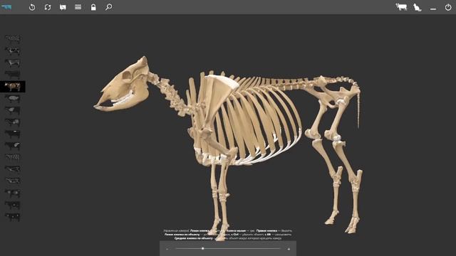 Плоскости и направления на теле животного (3д атлас) #anatomy #veterinary #3danimation