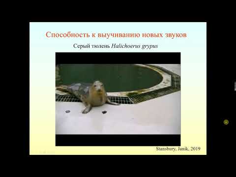 ЗВУКИ ЖИВОТНЫХ И РЕЧЬ ЧЕЛОВЕКА - ЧТО НАС РАЗЪЕДИНЯЕТ. Часть 2