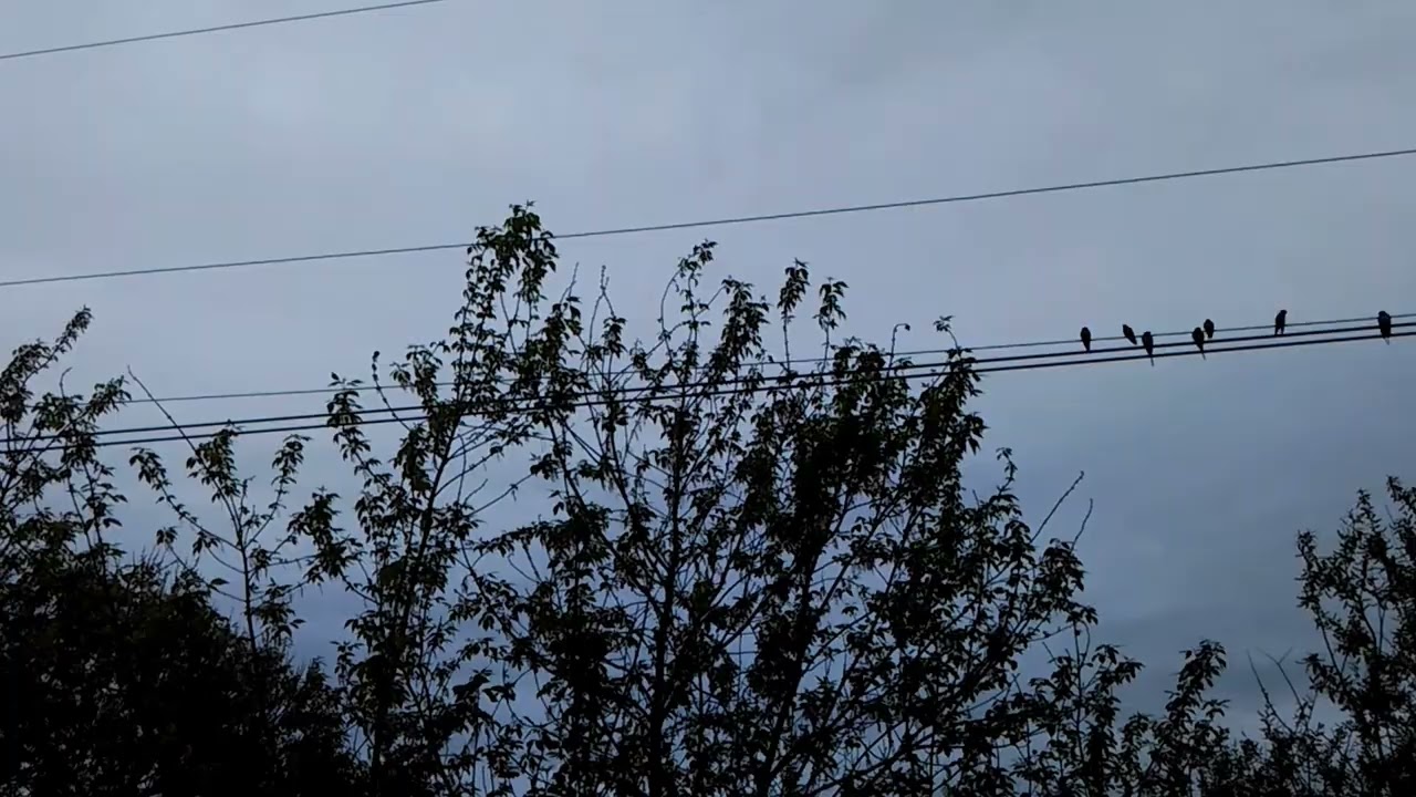 Ласточки поют сидя на проводах в г. Каменка Пензенской обл. (12 мая 2018 г.)