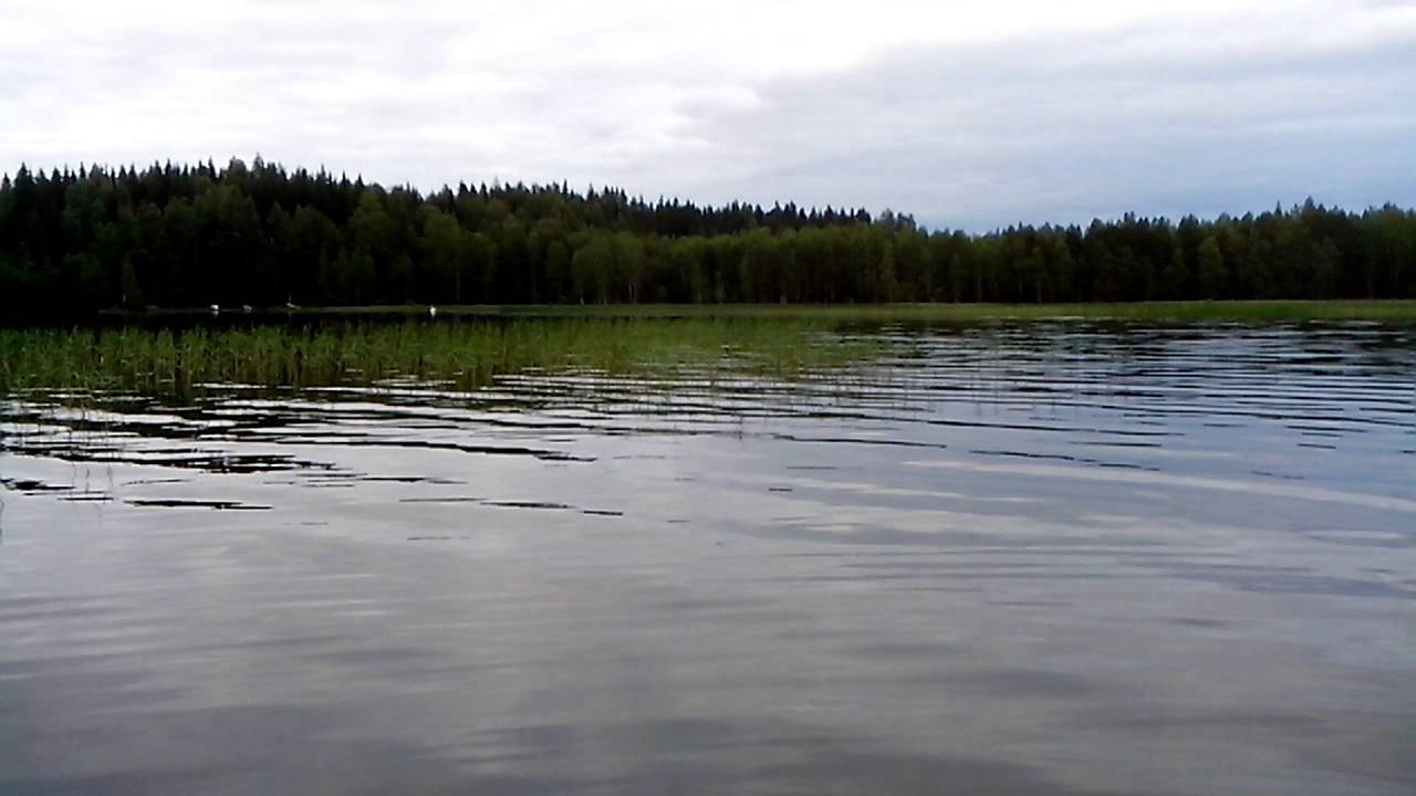 Лебеди