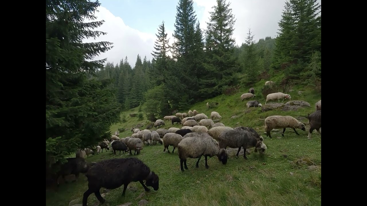 Овечки в Карпатах, ви тільки послухайте як вони звучать