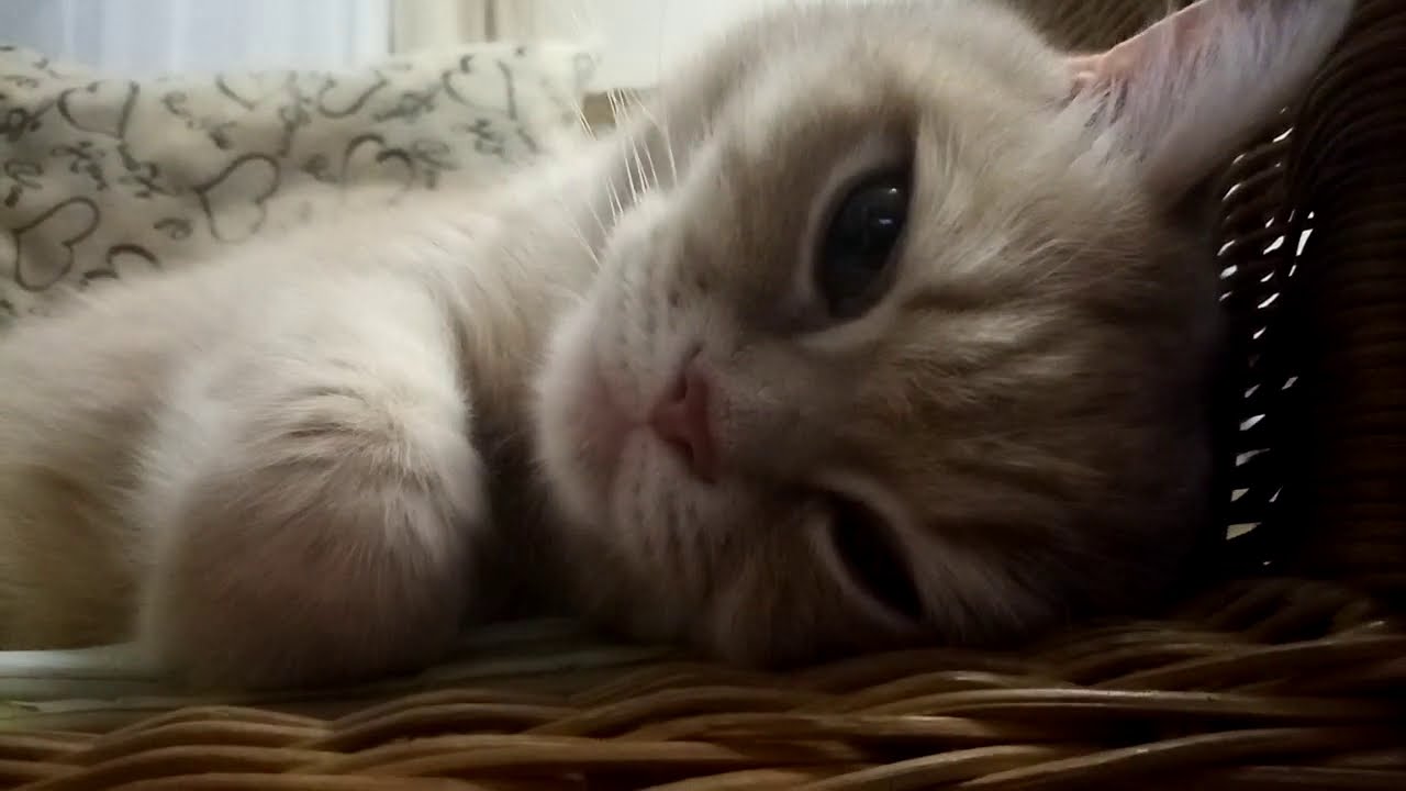 Мурлыканье, мурчание кота! Cat Purring!