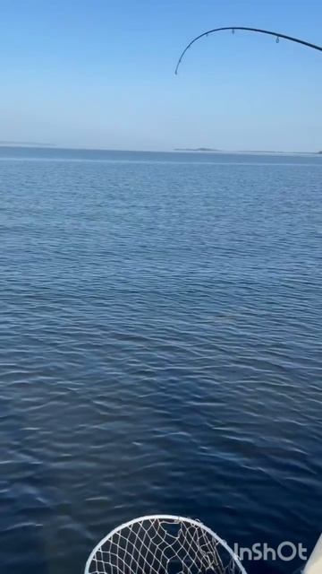 Болгары 27.09.26