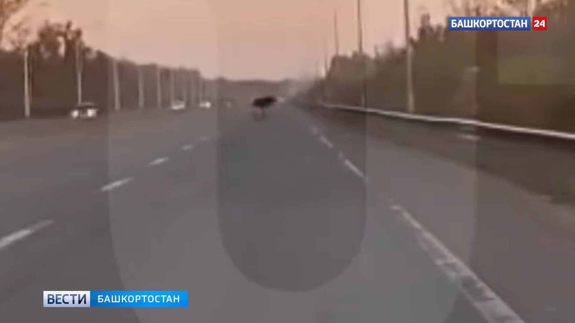 В Уфе лось выбежал на дорогу перед машиной и попал на видео