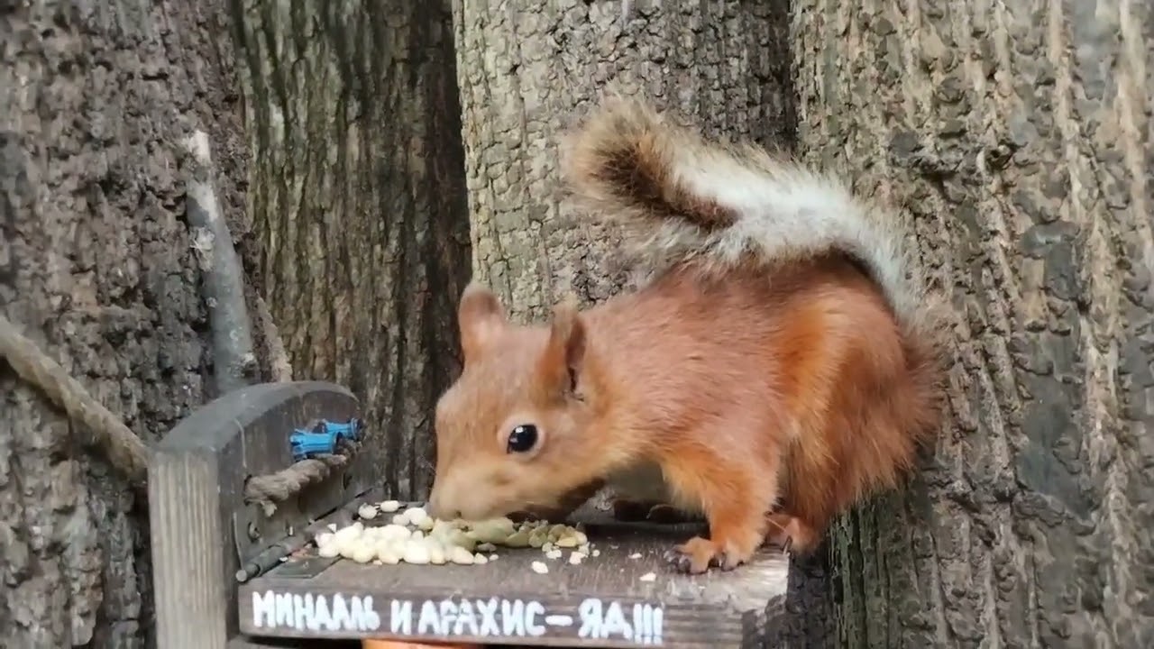 Белки у кормуше. Зарисовка  Squirrels at the feeding trough. Sketch
