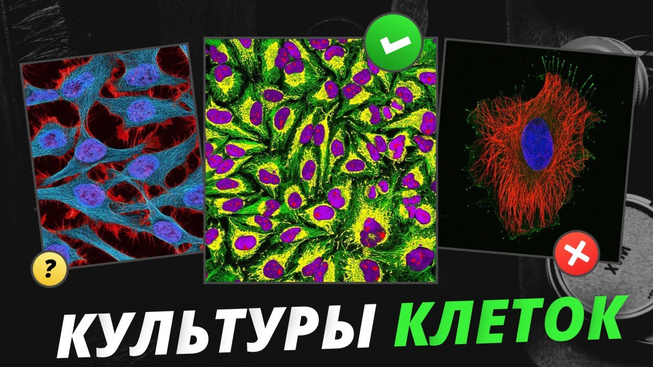Культуры Клеток / Классификация Клеточных Культур / Питательные Среды для Культур Клеток