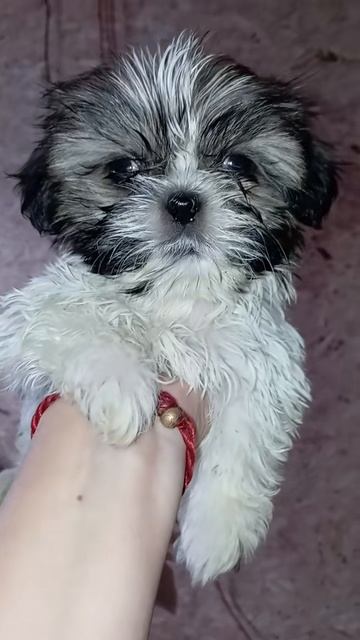 собака🐶