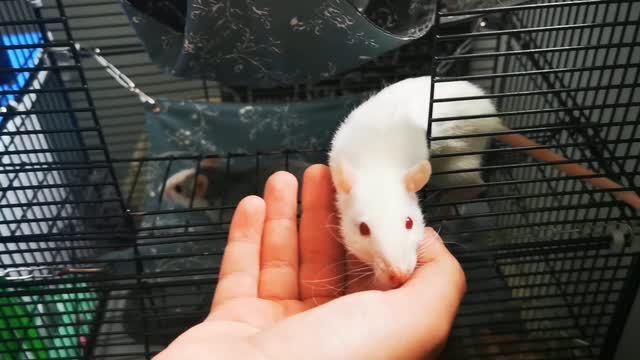Короткие