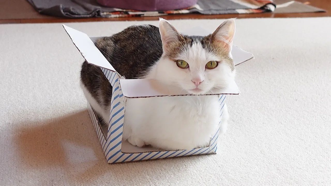 Стильная коробка с отличной вентиляцией для Ханы и Мири! 🐱✨