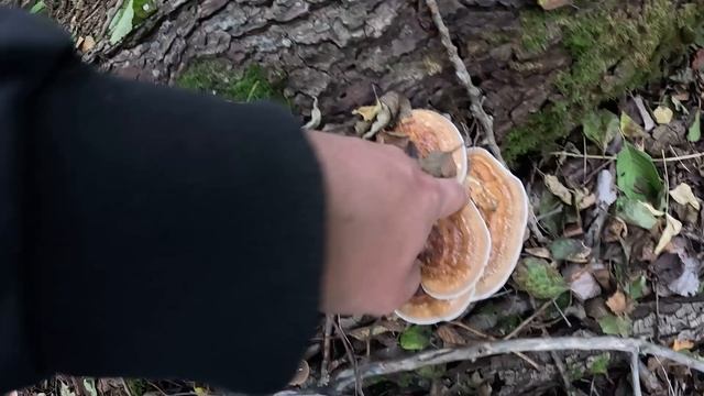 ОТец Грибы