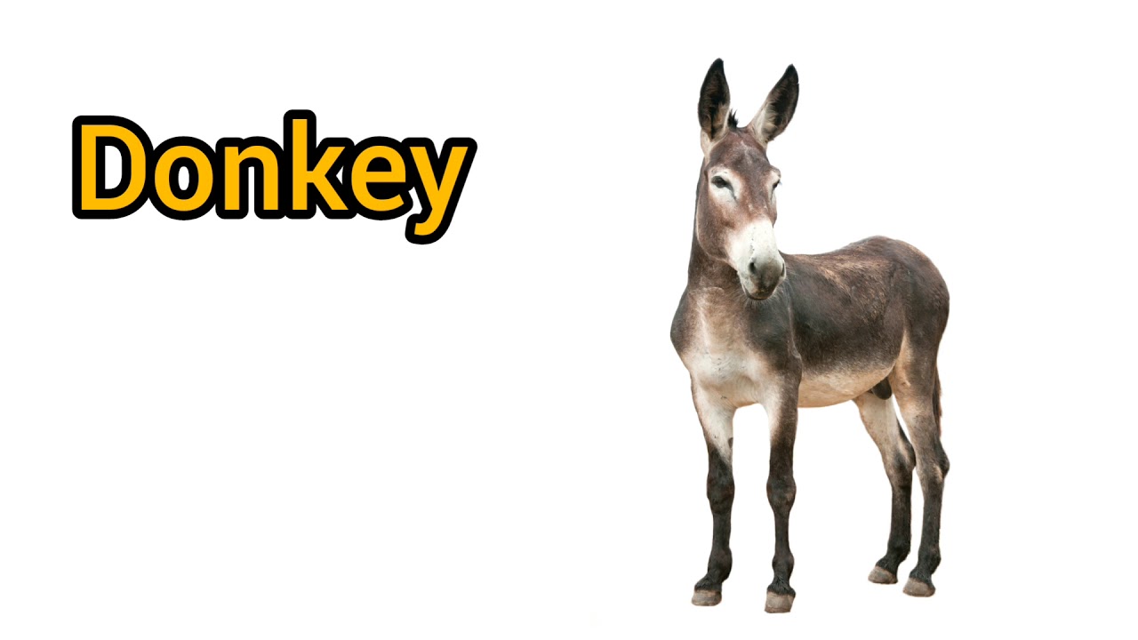 How To Pronounce Donkey In English