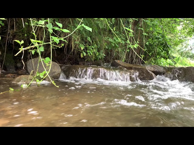 Mountain Carpathian River (relaxation) Гірська ріка. Шум води. Релакс