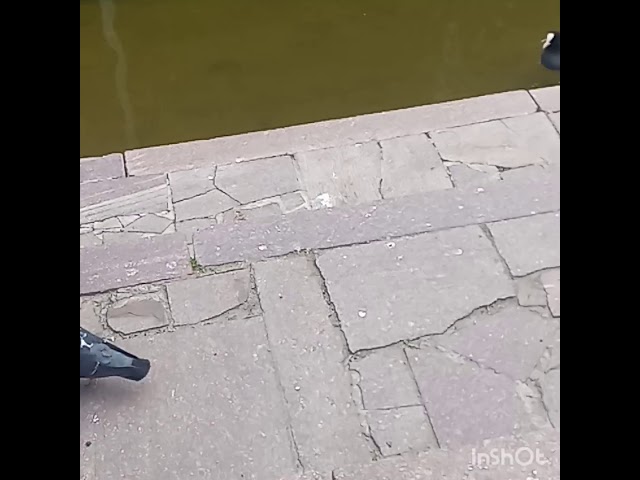 Весенний пруд)