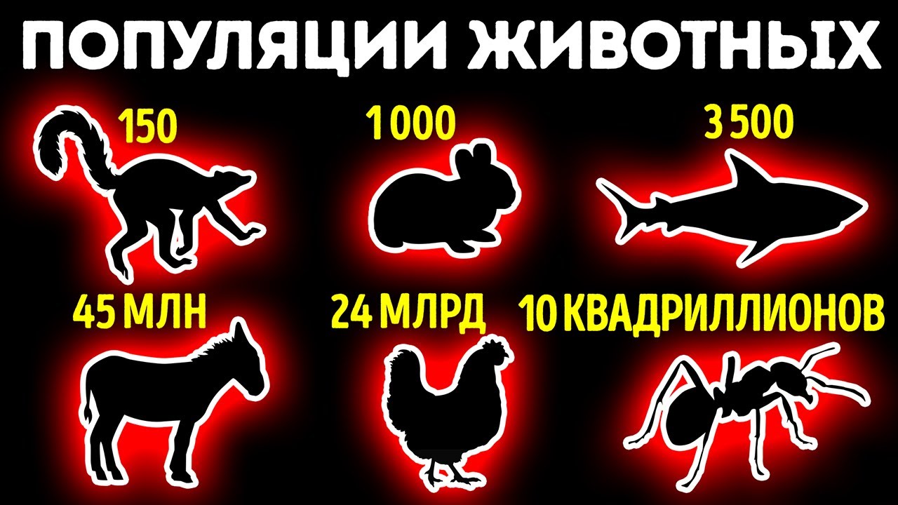 От самых маленьких до самых крупных популяций животных и их сравнение