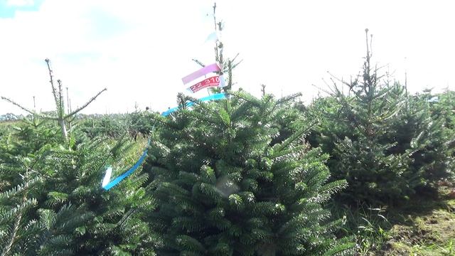 22 310 Пихта Нордмана в горшке. Живые новогодние елки.