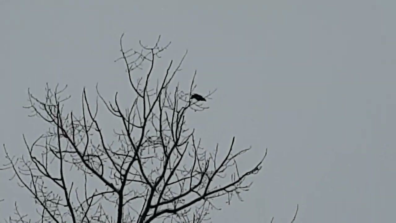 Ворона каркает #crow #ворона #nature #animals #park #glebe #природа #животные #парк #глебе #GE_Feel