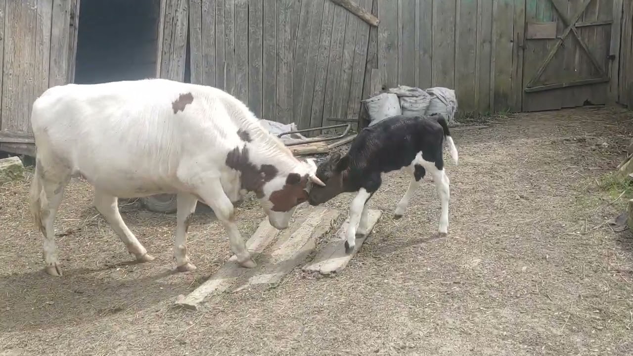 Корова бодает теленка/ Cow Butting A Calf