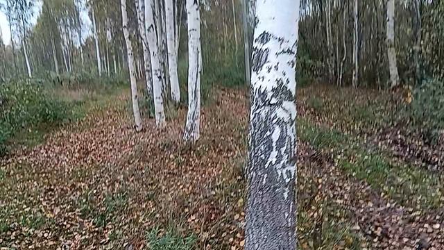 Золотая осень в Вологде....
