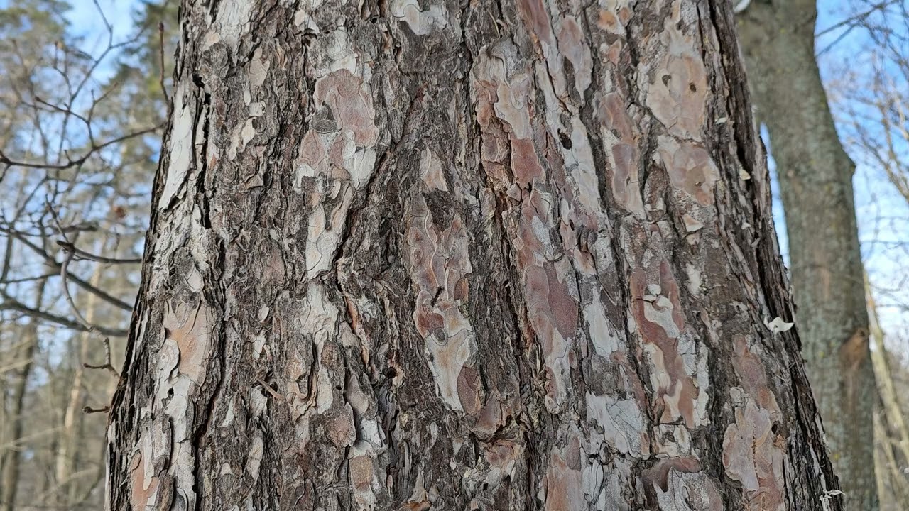 4K заставка на ТВ