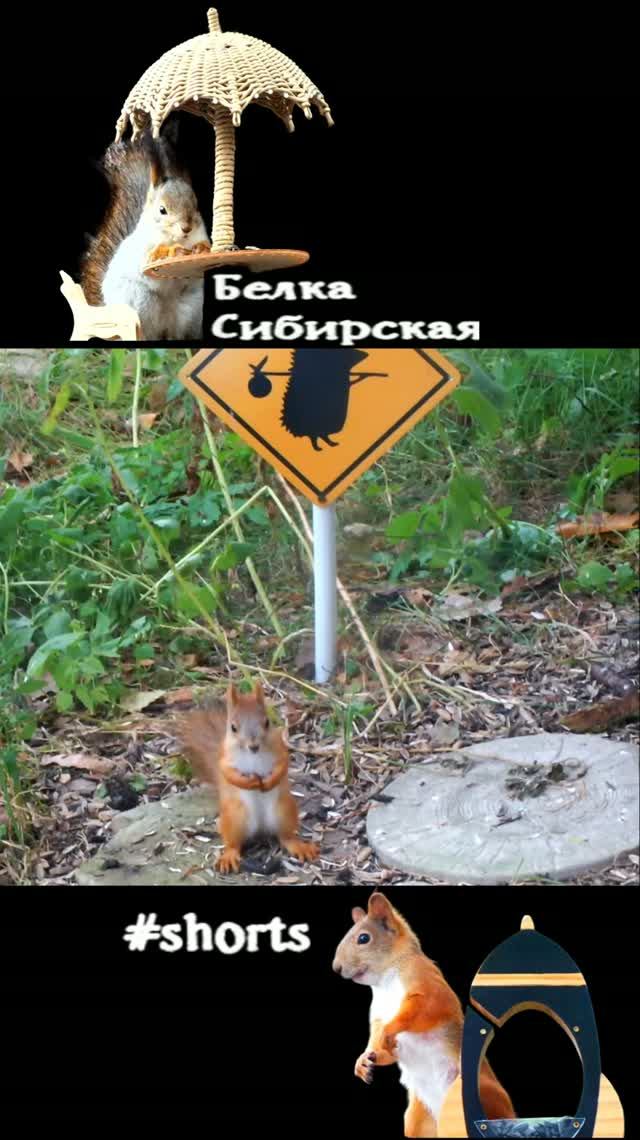 Бельчата