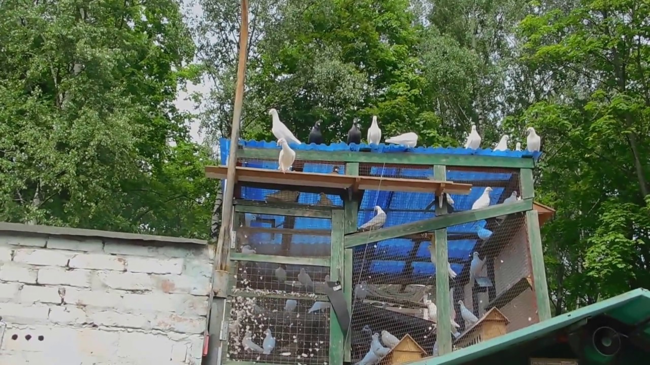 DSCN7044 09 06 2017 Г НА ГОЛУБЯТНЕ У СЕРЕЖИ ....