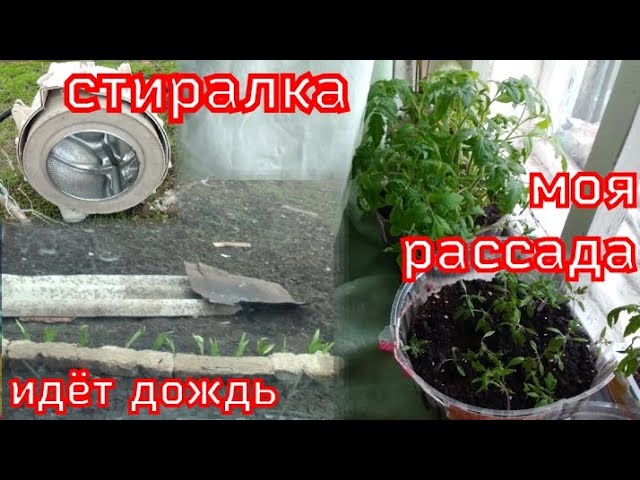 VLOG Гремел гром. Рассада. Капало ли в классе