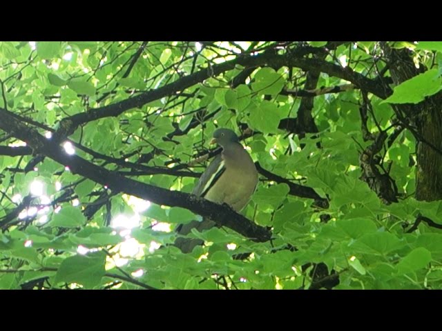 Что Делает Вяхирь, Витютень в Саду. Звуки Природы (Dove. Ringdove)