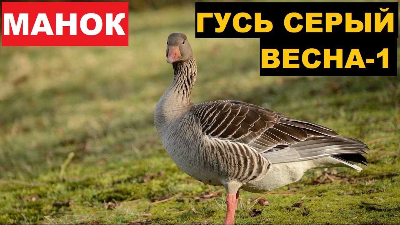 ГОЛОС МАНОК ГУСЬ СЕРЫЙ ВЕСНА 1