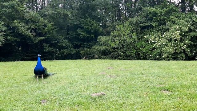 Peacock Sound- Peacock Call- Schrei Des Pfaus-Grito Del Pavo Real-grito Do Pavão-صرخة الطاووس Павлин