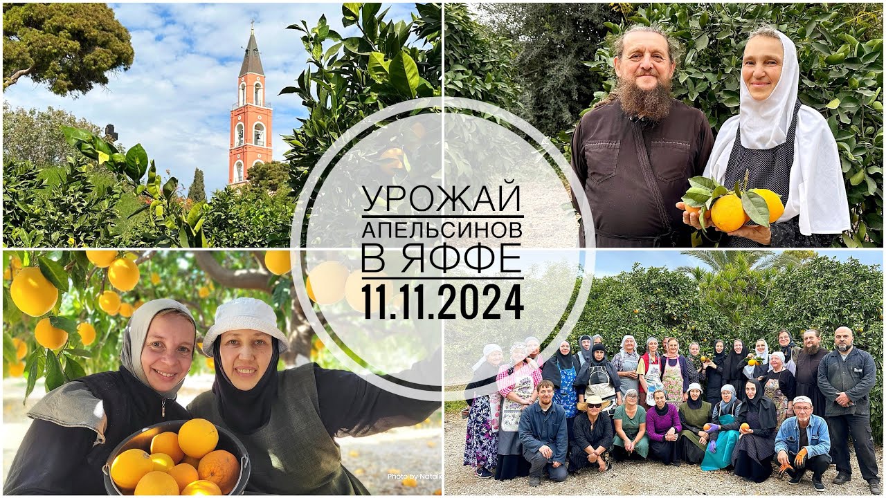 Апельсиновый сад в Яффе. Сбор урожая 11.11.2024.