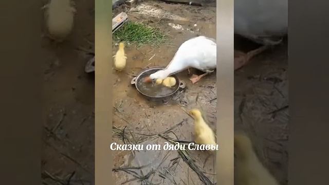  Голубоглазка- рассказ автор Вячеслав Ткачёв