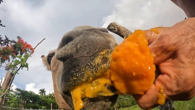 Burro Y Mango.
