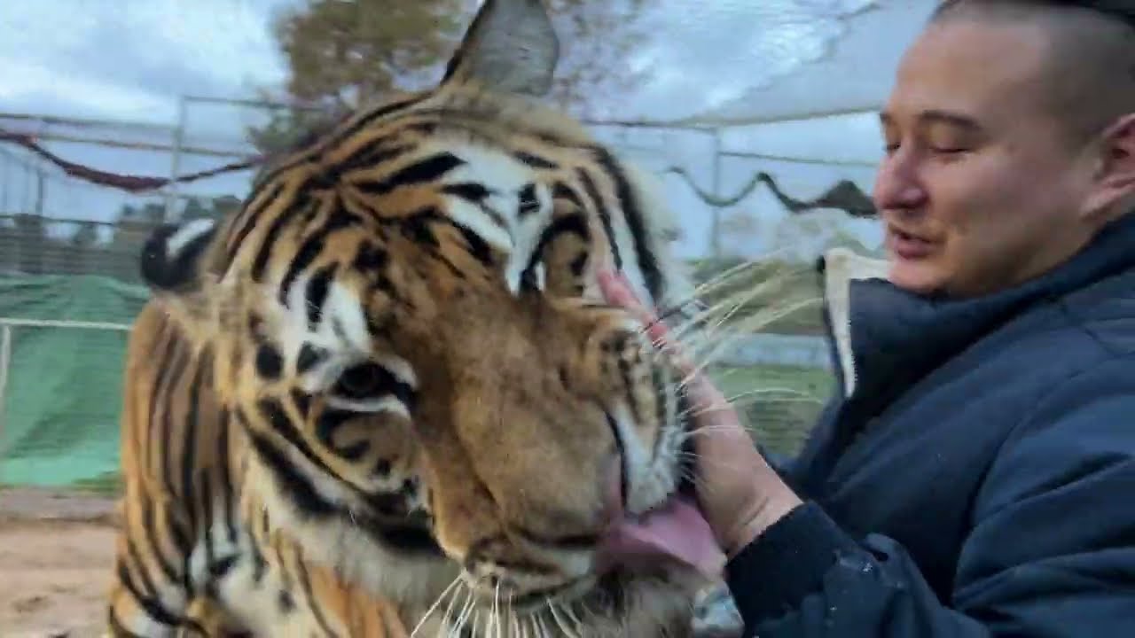 Тигры и Молоко / BIggest Tiger And Milk !