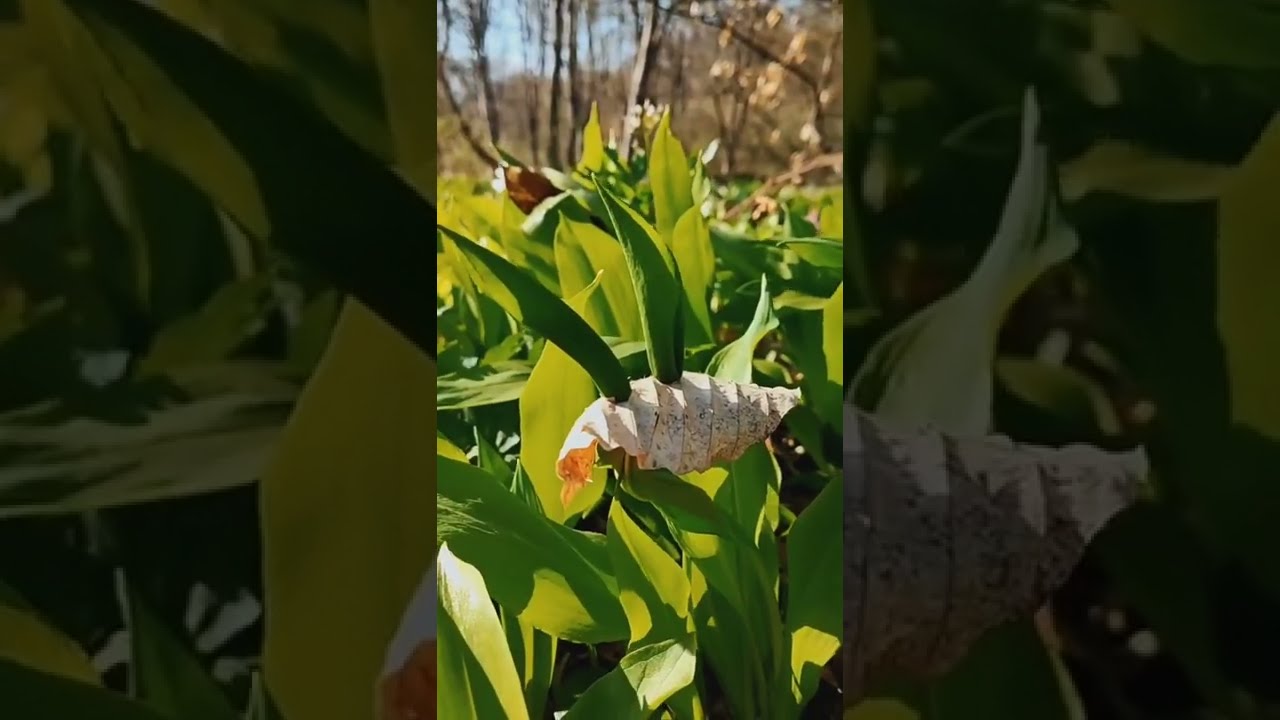 Сказочный весенний лес в Яндаре 😍