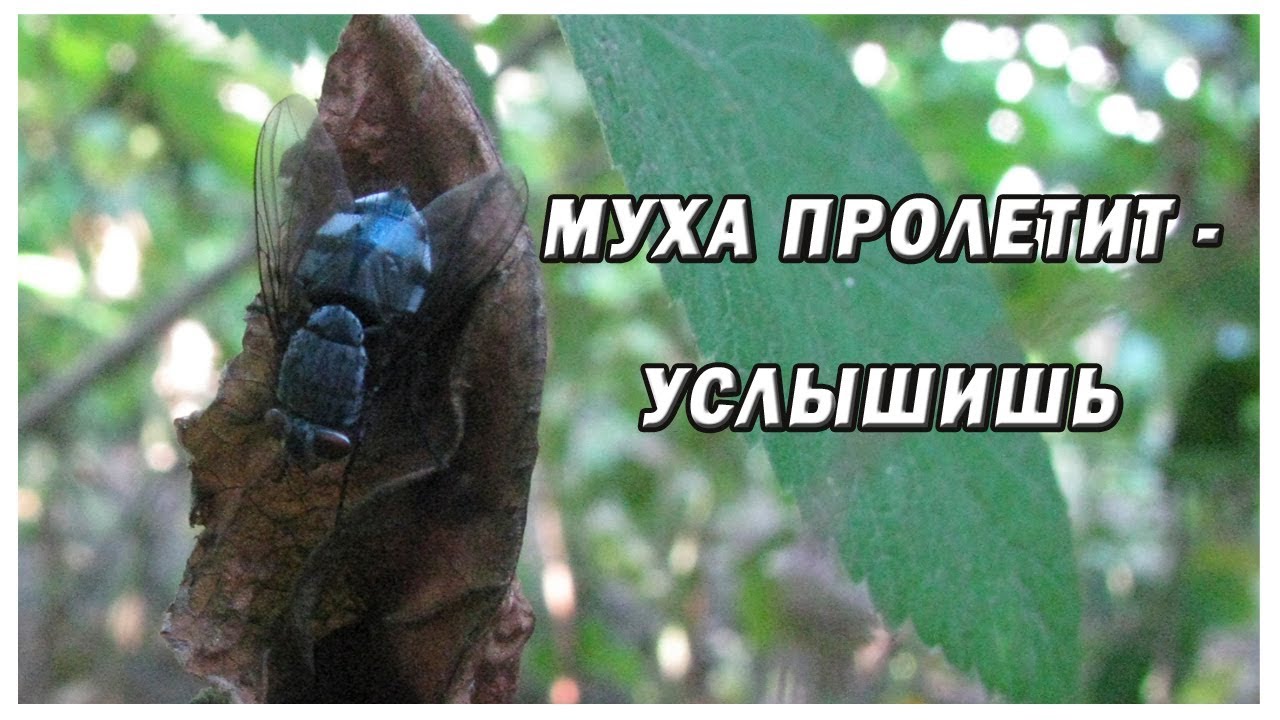 Муха пролетит – услышишь