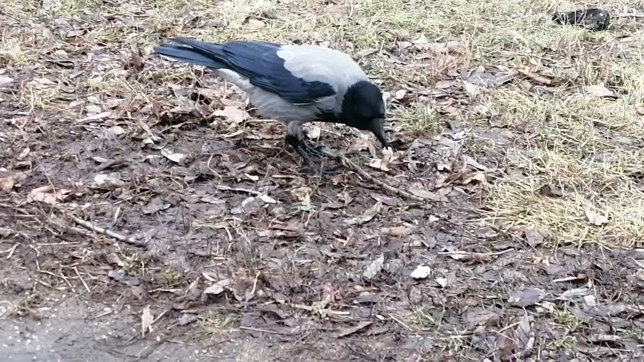 Суровая ворона устроила охоту на мой телефон / Vicious Looking Crow Hunts My Phone Again