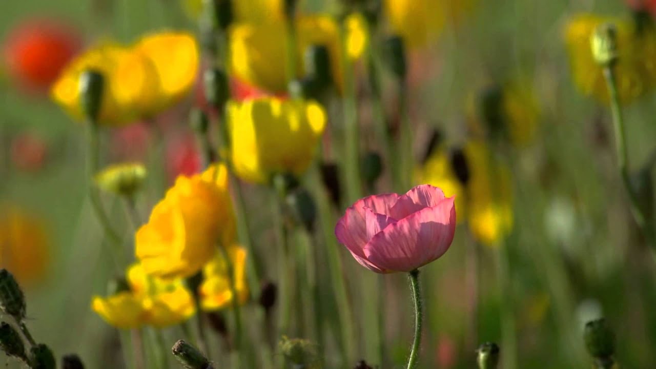 Полевые цветы | Wildflowers