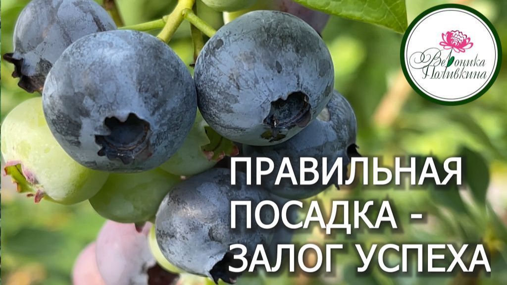 Сажаем голубику правильно
