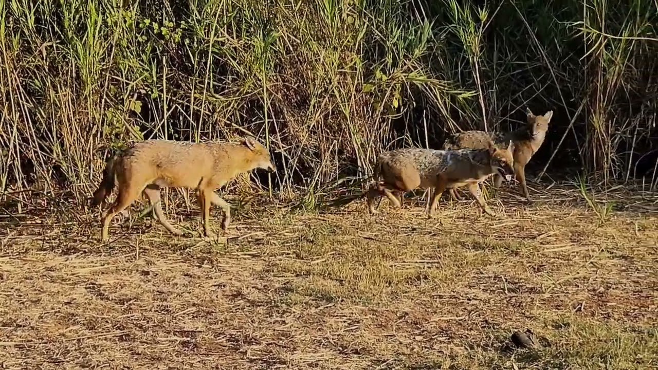 Coyote Family 5. Full Screen #savenaturenow