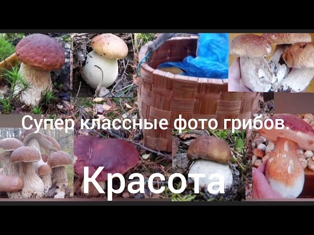 Супер класс!!! Фото грибов белые под осиновые и т. д. Супер красота!!!!